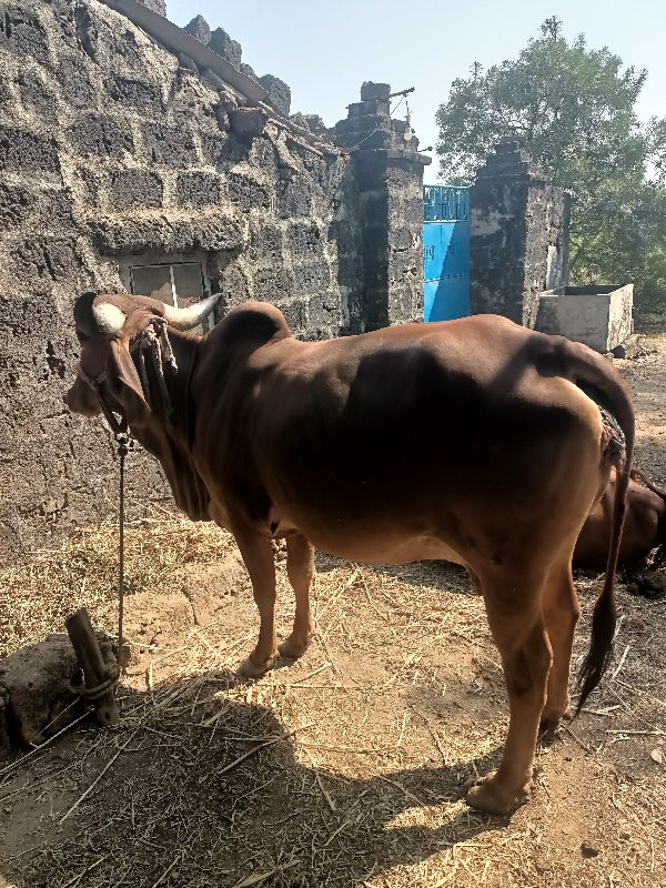 ગાય વેચવા ની છે