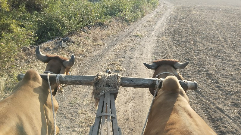 બળદ વહેંચવાના છ...