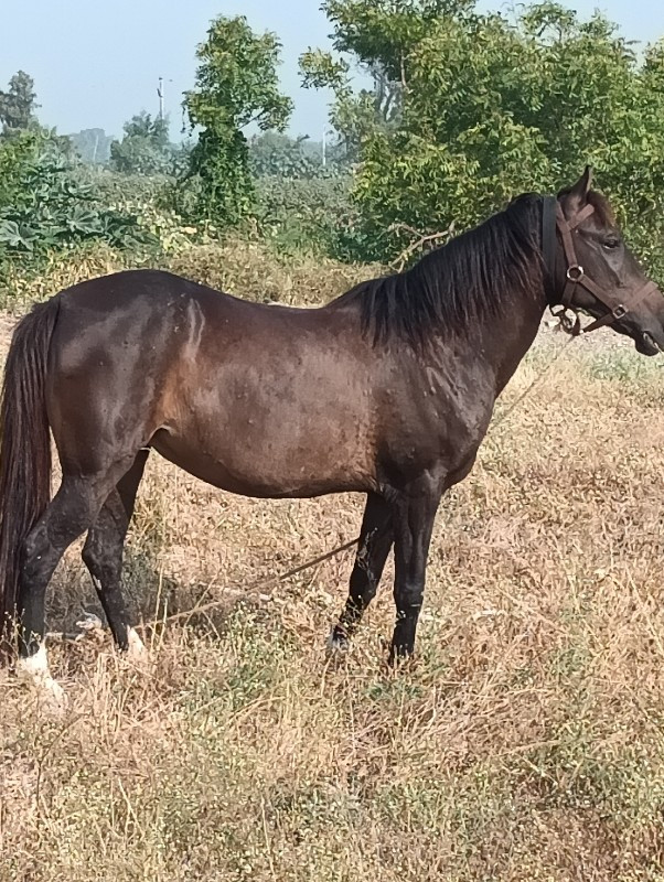 વેસવાની સે ધોડી