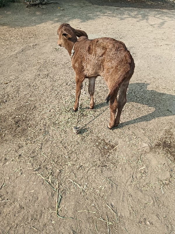 હોડકી વેચવાની છ...