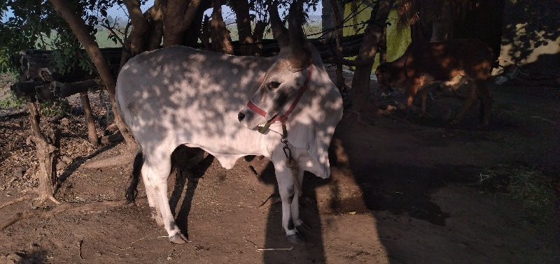 ગાય વેંચ વાની છ...