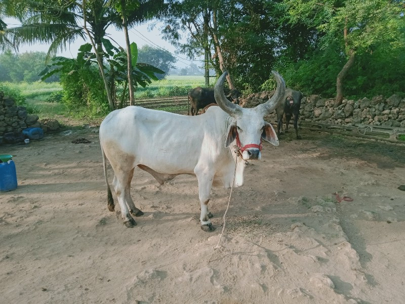 બળદ વેચવા નો છે