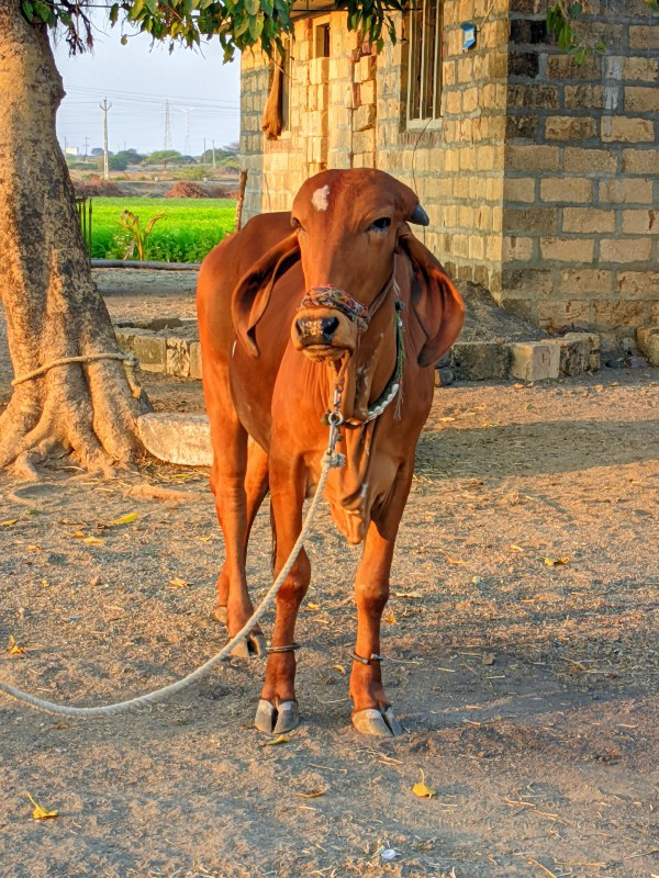 ગીર વાછડી વેચવા...