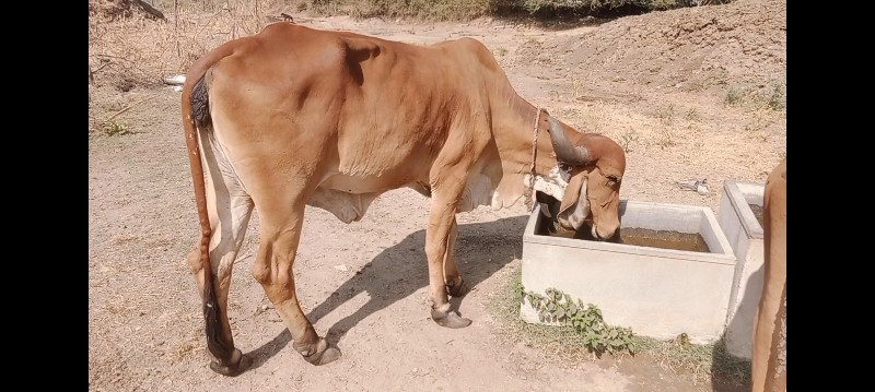 સાટા કરવાં છે બ...