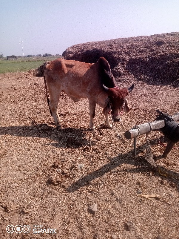 વેચવાનુછે