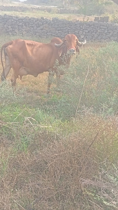 ગીર ગાય વેચવાની...