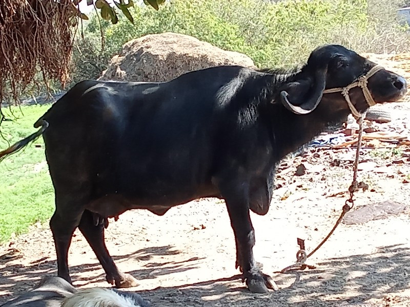 ભેસ વેચવાની