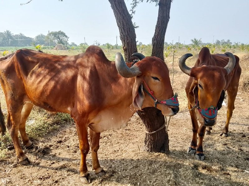 બળદ વેચવાના છે