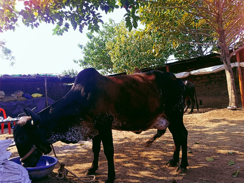 ગાય વેચવાની છે