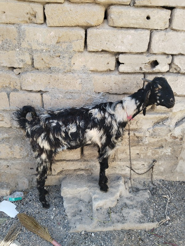 be bakri desi