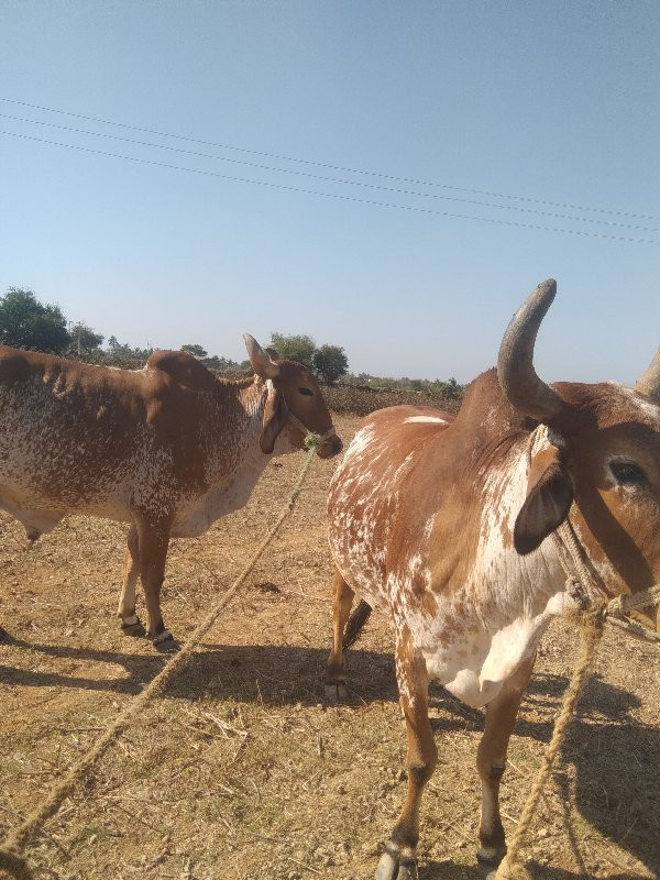 બળદ વેચવાનો છે