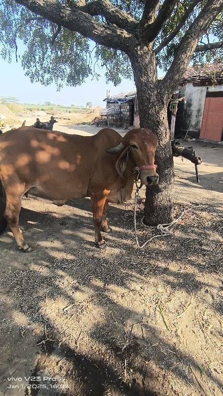 ઞિર ઞાય