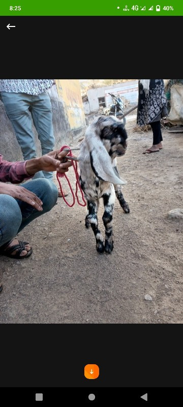 તોતાપુરી બચી સે...