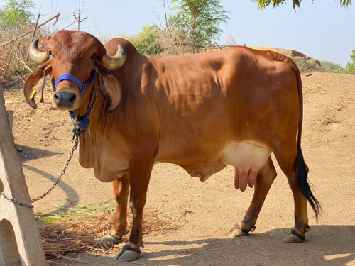 2 જૂવેતર વીહાહે...