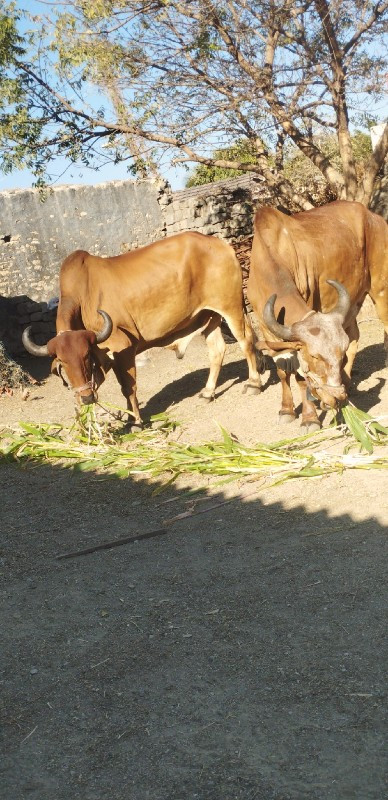 ગોઢલા વેચવા ના...