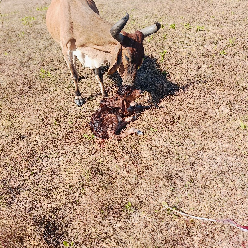 5 ગાયો વેસવાનીસ...