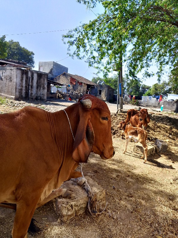 બે હોડકી વેચવાન...