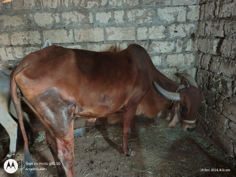 ગાય વેચવાની છે