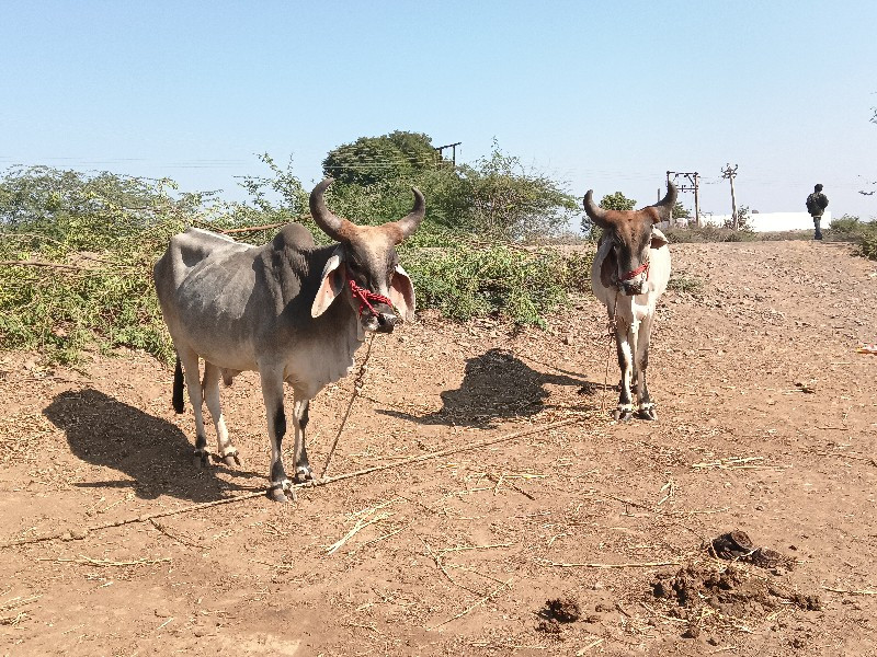 ગાડામાં હાલતા હ...