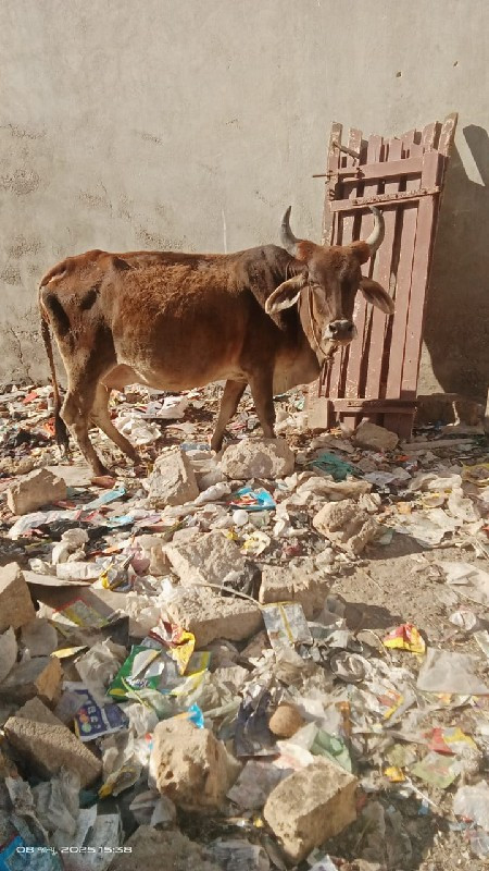 ગાય વેચવાની છે.