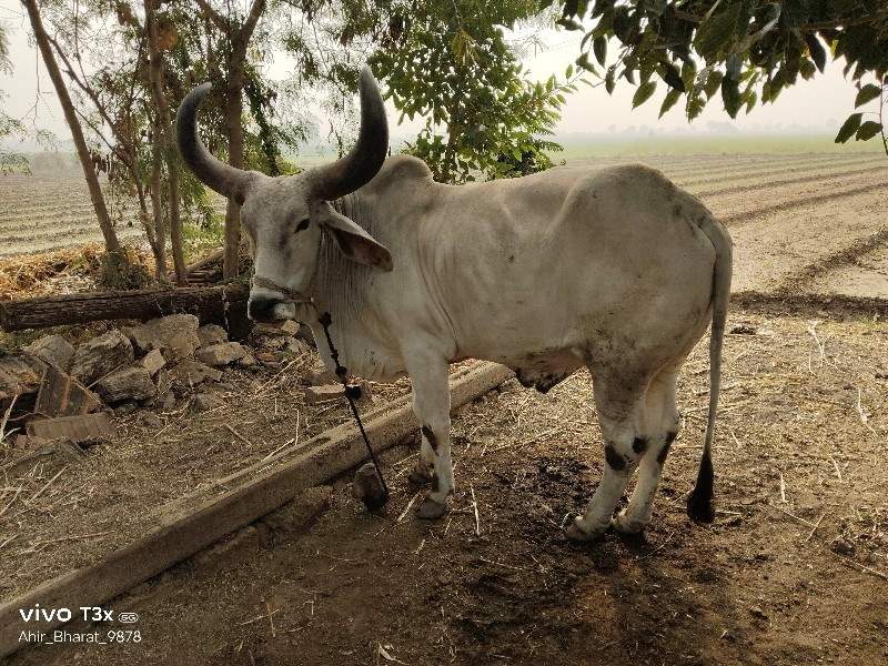 બળદ વેચવા ના છે