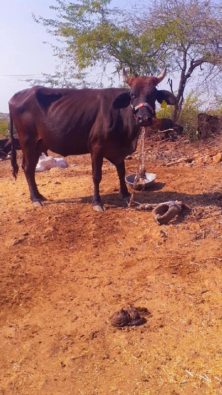 જસી હોડકી વેચવા...