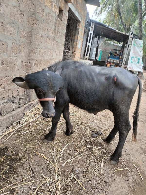 પાડો વેચવા નું...