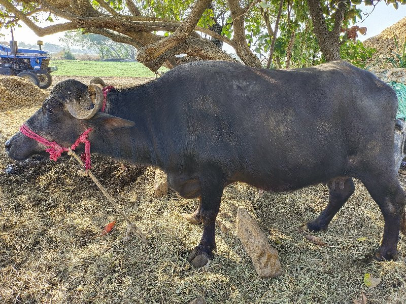 ભેસ વેચવાની છે