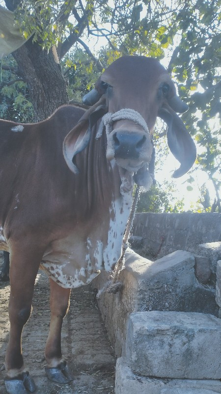 હોડકી વેચવાની છ...