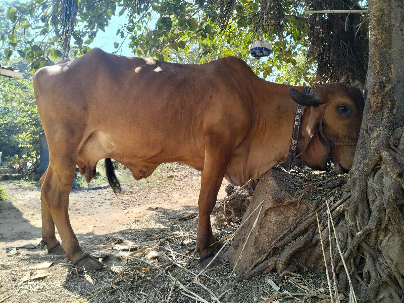 વેચવાની 6 ગીર ૧...