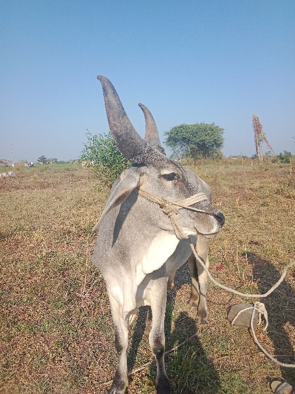 ગોઢલો