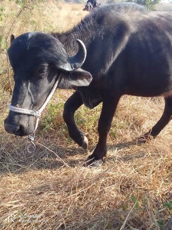 ત્રણ ખડેલા વેચવ...