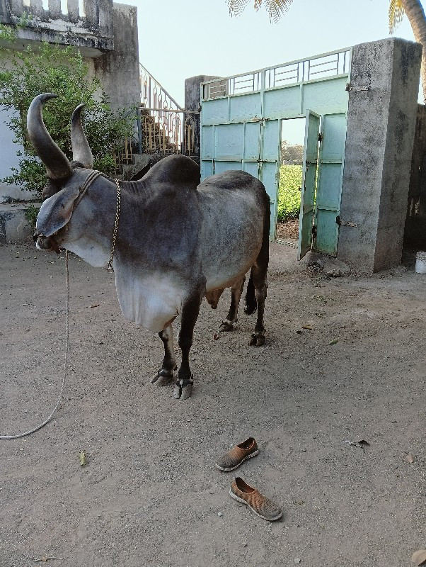 બળદ વેચવાનો છે