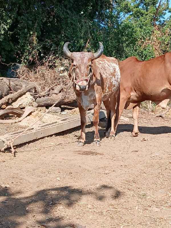 ગોદ્લો વેસવાનો