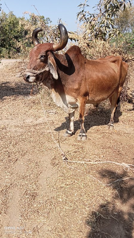 4 શિયાળ વાવણીનો...