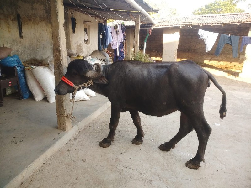 એક મહિના ની ધિણ...