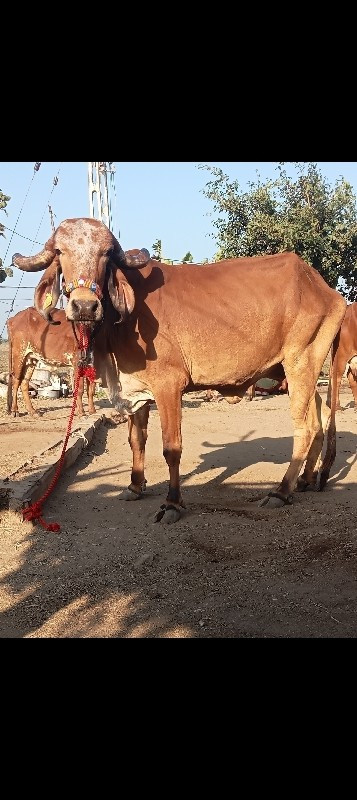 2 ગીર ગાય વેચવા...