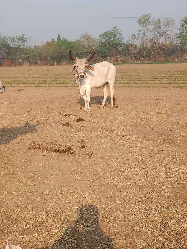 ગોધલો