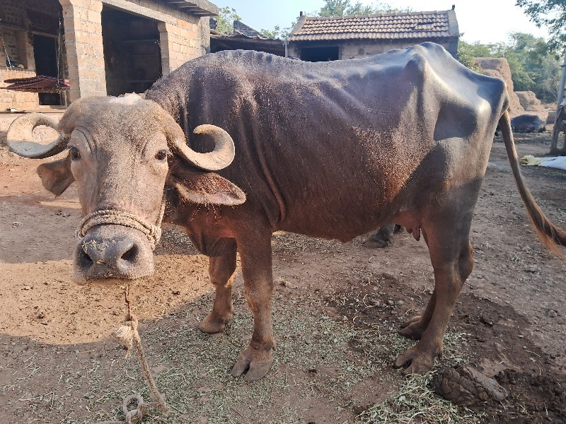 ભેસ વેચવાની છે