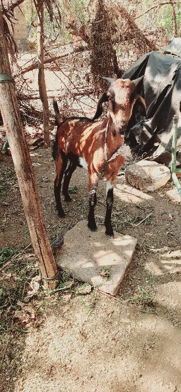 બકરા વેચવાના છે