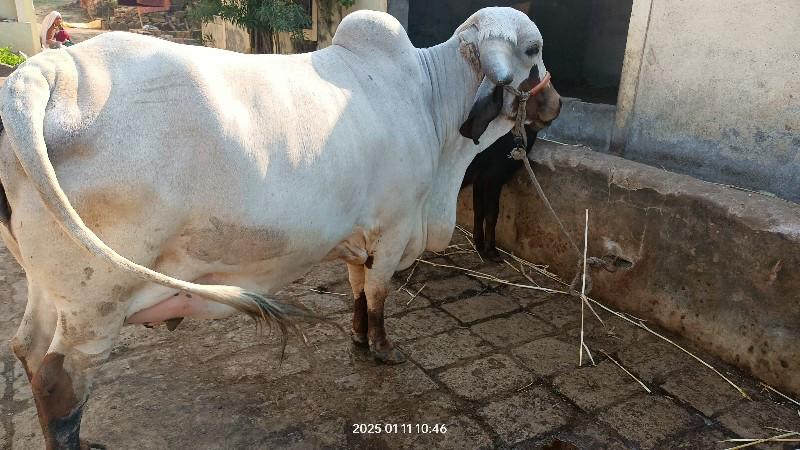 ગાય વેસવાની છે