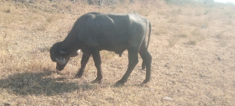 ફુટ્યો એને ત્રણ...