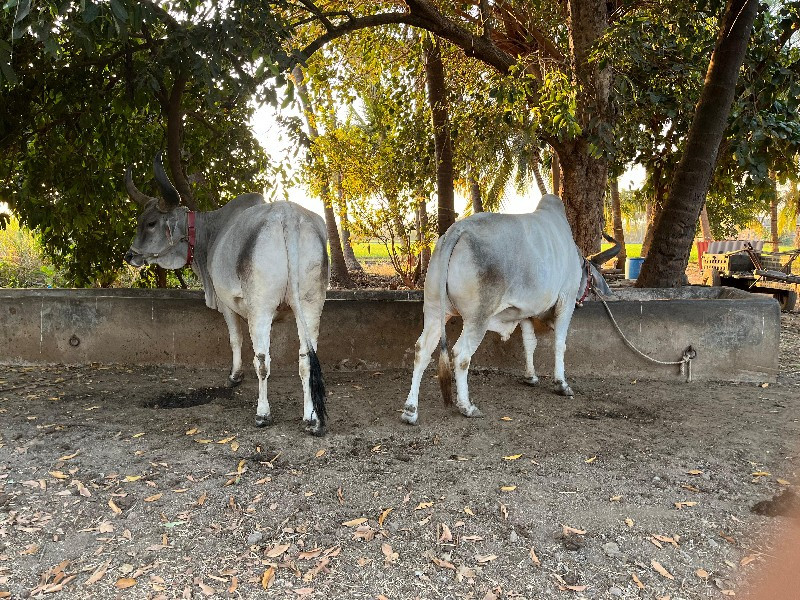 બળદ વેચવાના છે