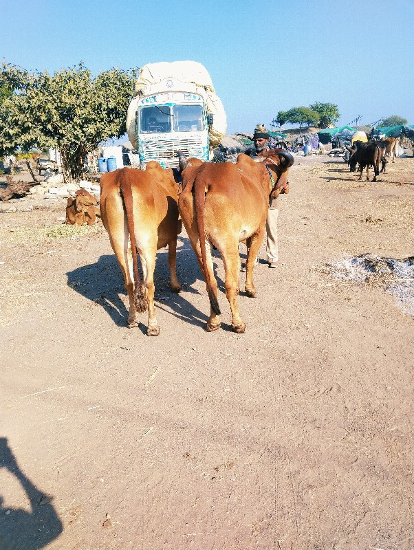 બબ્બે વાવણી વાઘ...