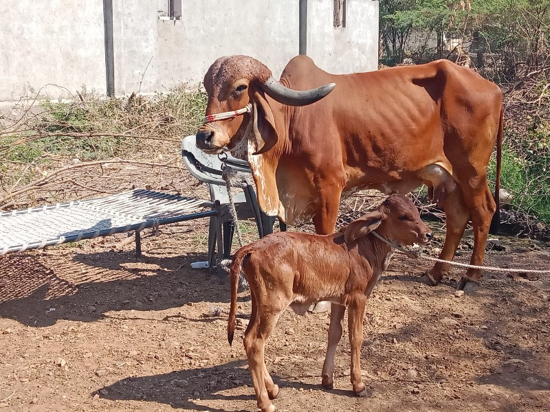 10 દિવસ વાયણલ બ...