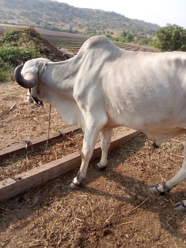 વાસડો વેચવાનો છ...