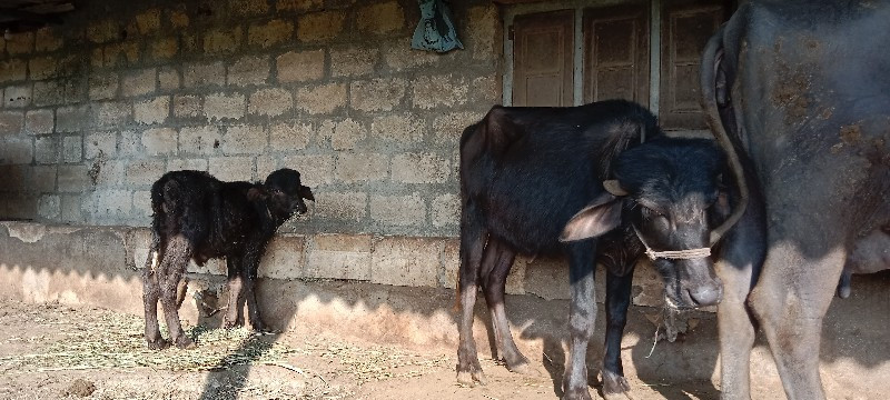 વેચવા નું છે