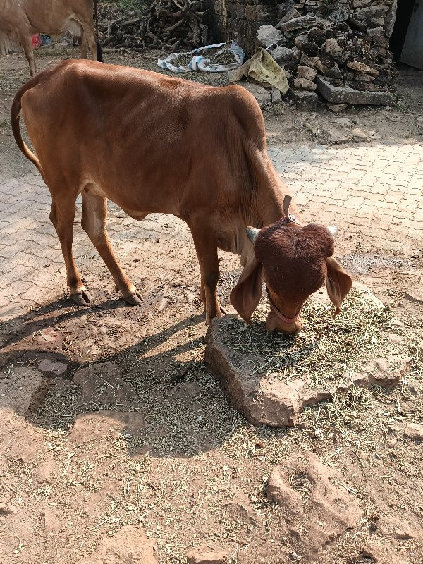 vachadi