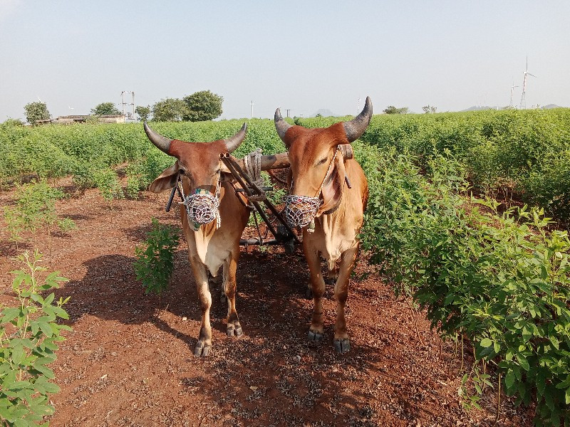 ગૉઢલા