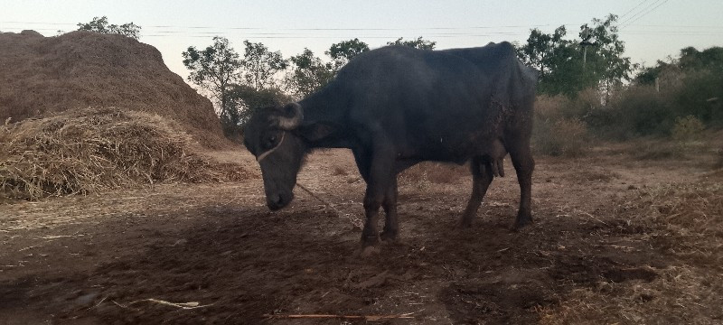 ભેચ વેચવાની છે